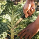 Fiskars X-series K82 betakarító kés - 27,7 cm (15 cm pengehossz)